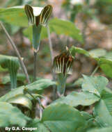 Image of Jack in the pulpit