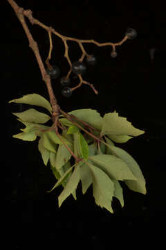 Image of Virginia creeper