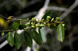 Plancia ëd Strychnos guianensis (Aubl.) Mart.