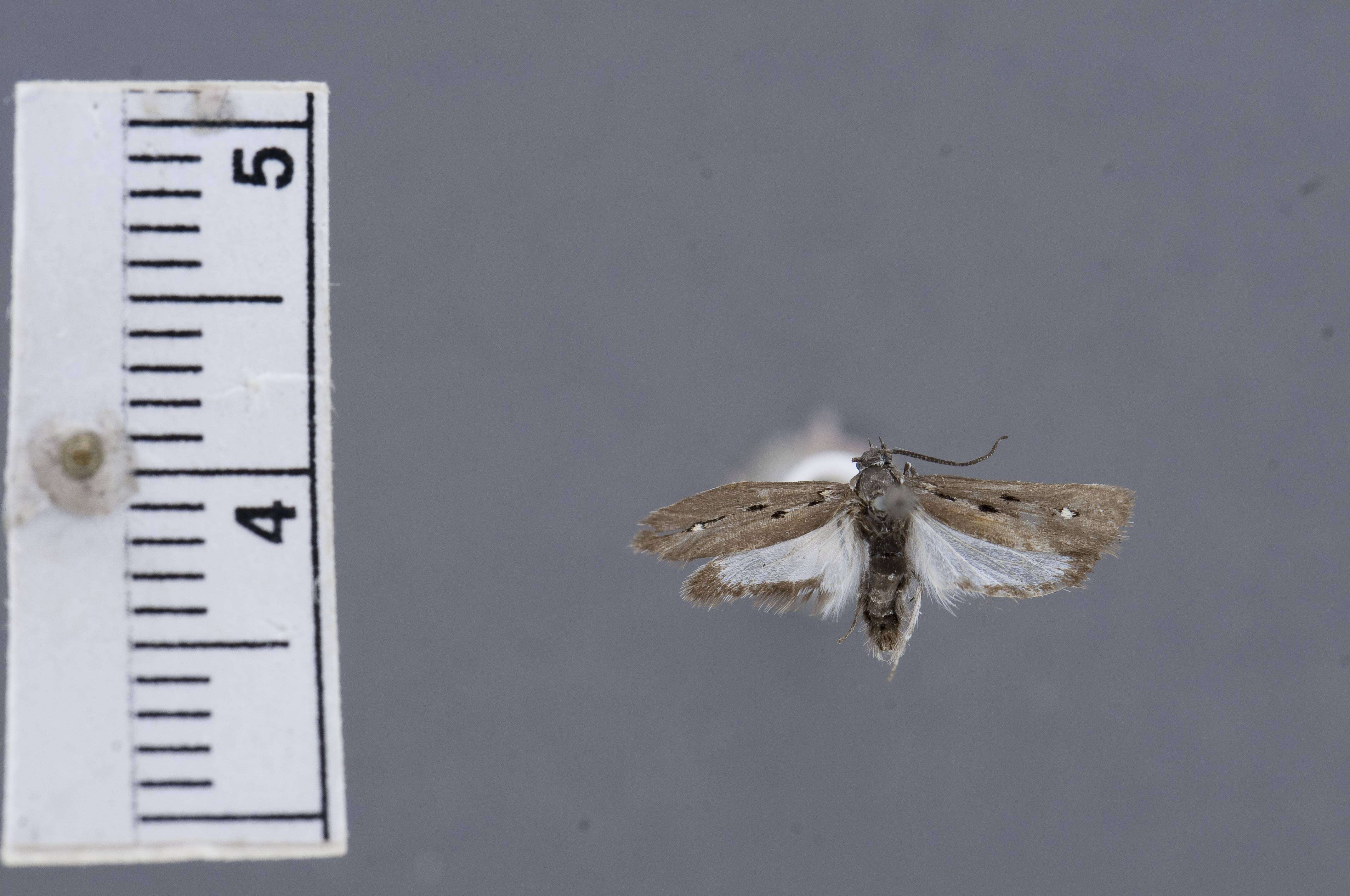 Image of Ethmia coquillettella Busck 1907