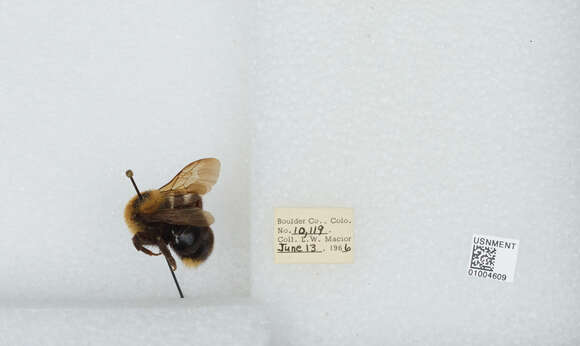 Image de Bombus insularis (Smith 1861)