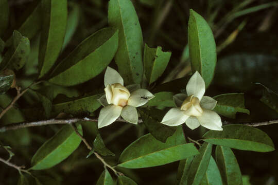 Image of Duguetia quitarensis Benth.