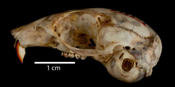 Image of Ammospermophilus leucurus tersus Goldman 1929