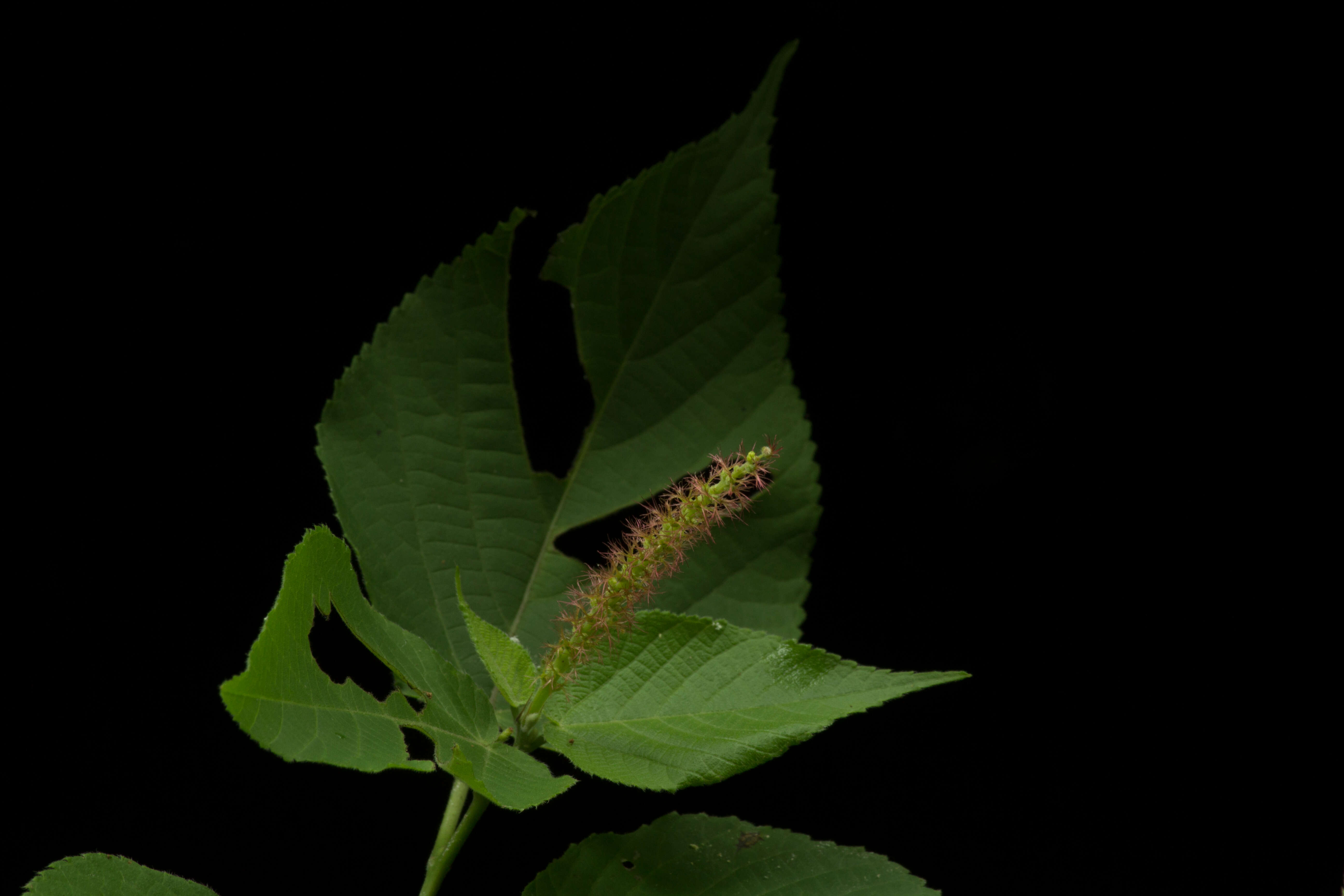 Image of Acalypha mollis Kunth