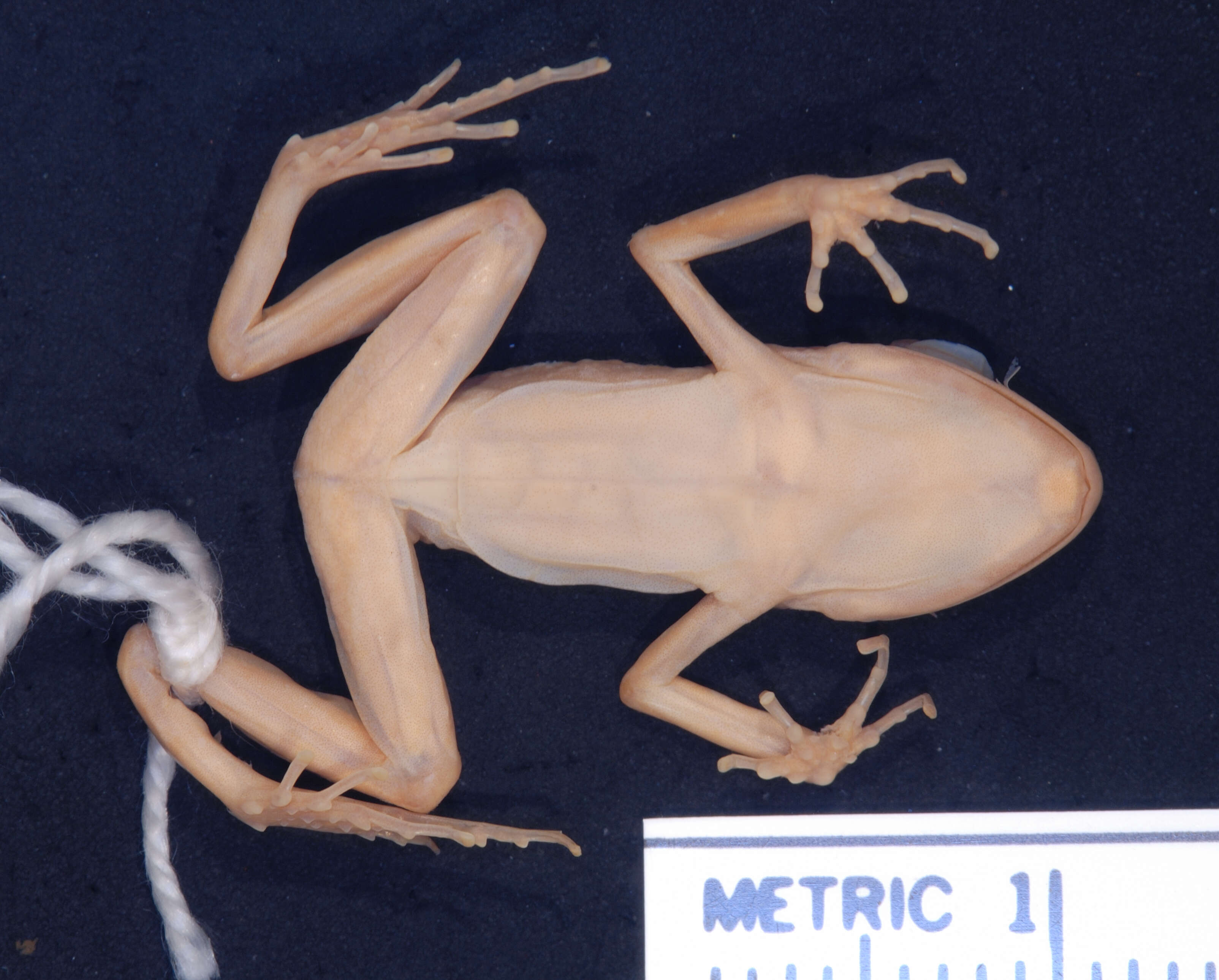 Image of Eleutherodactylus rubrimaculatus (Taylor & Smith 1945)