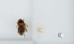 Imagem de Bombus diversus Smith 1869