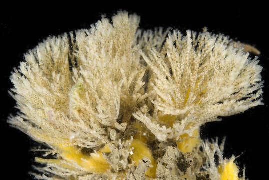 صورة Bugulina stolonifera (Ryland 1960)