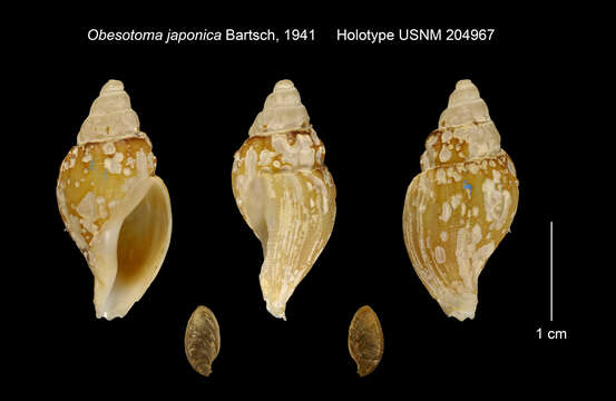 Image of Obesotoma japonica Bartsch 1941