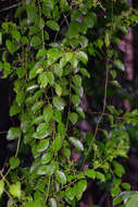 Image of Menispermaceae