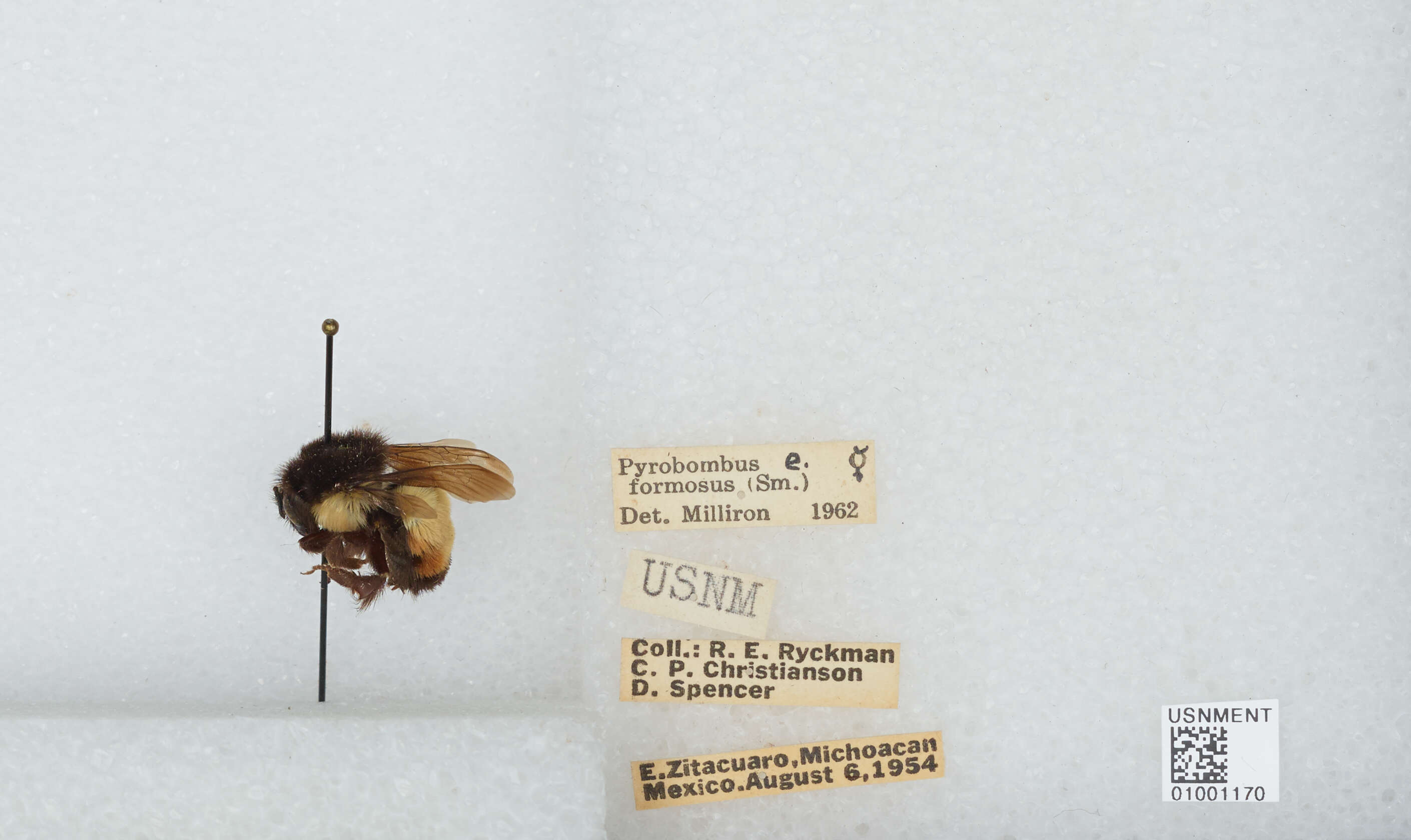 Bombus ephippiatus Say 1837 resmi