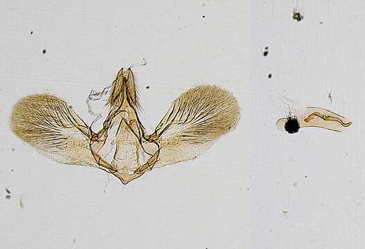 Image of Noctuelia Guenée 1854