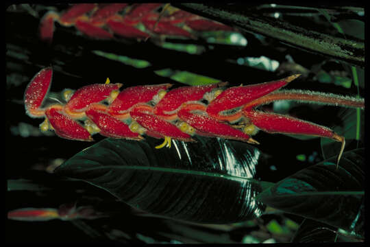 Image of Heliconia mutisiana Cuatrec.