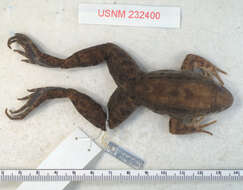 Image of Leptodactylus riveroi Heyer & Pyburn 1983