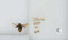 Image de Bombus insularis (Smith 1861)