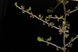 Image of Bursera schlechtendalii Engl.