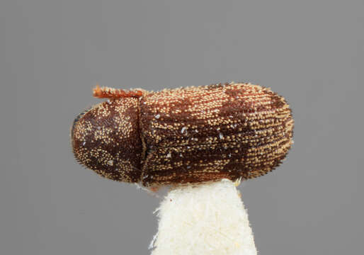 Image of Xylechinus declivis Wood 2007