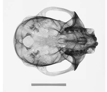 Image of Cercopithecus mitis kolbi Neumann 1902