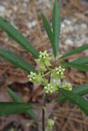 Asclepias tomentosa Ell. resmi