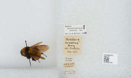 Слика од Bombus sonorus Say 1837