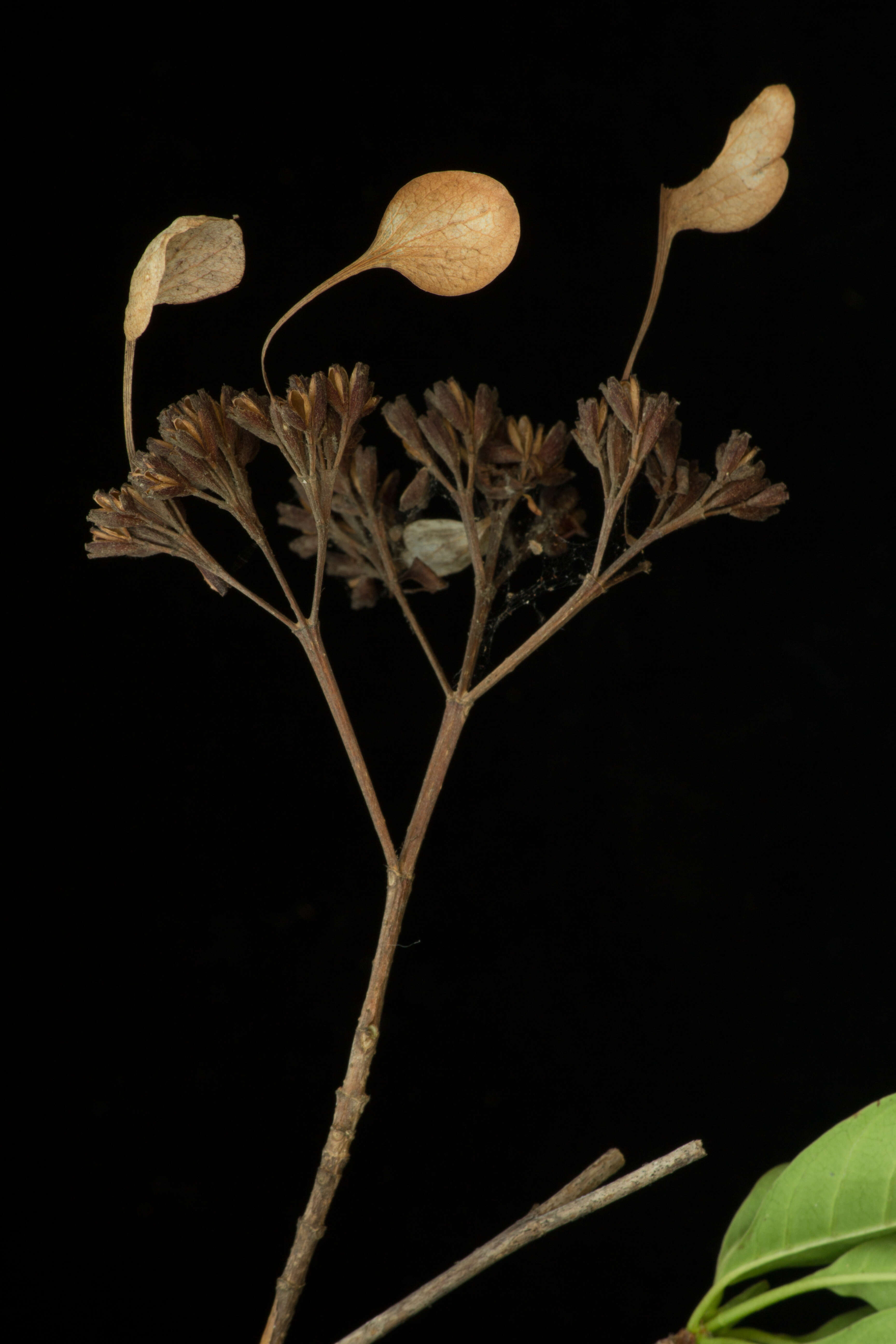 Image de Calycophyllum candidissimum (Vahl) DC.