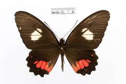 Image of Parides sesostris (Cramer (1779))