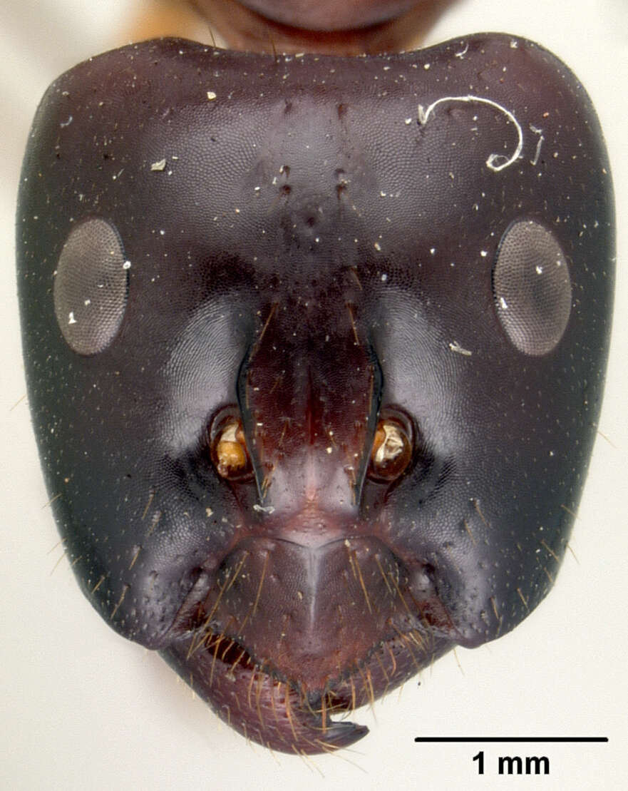 Imagem de Camponotus acutirostris Wheeler 1910