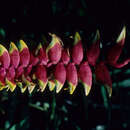 Image of Heliconia standleyi J. F. Macbr.