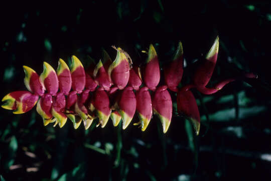 Image of Heliconia standleyi J. F. Macbr.