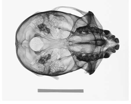 Image of Cercopithecus mitis kolbi Neumann 1902