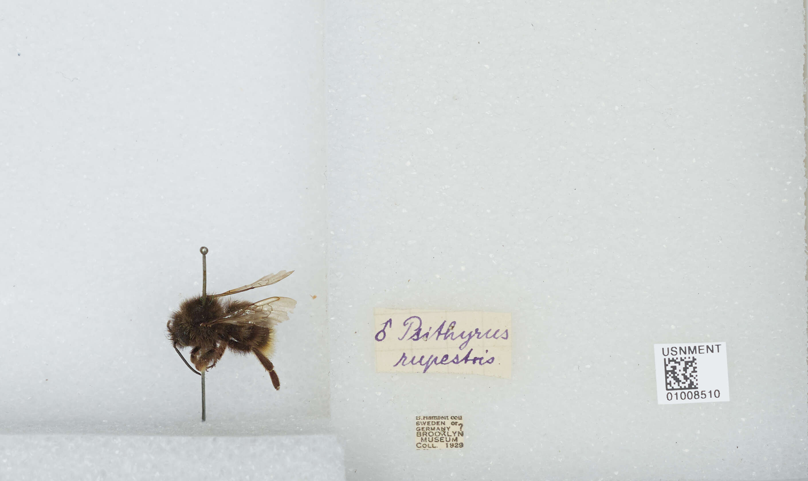 Image of Bombus barbutellus (Kirby 1802)