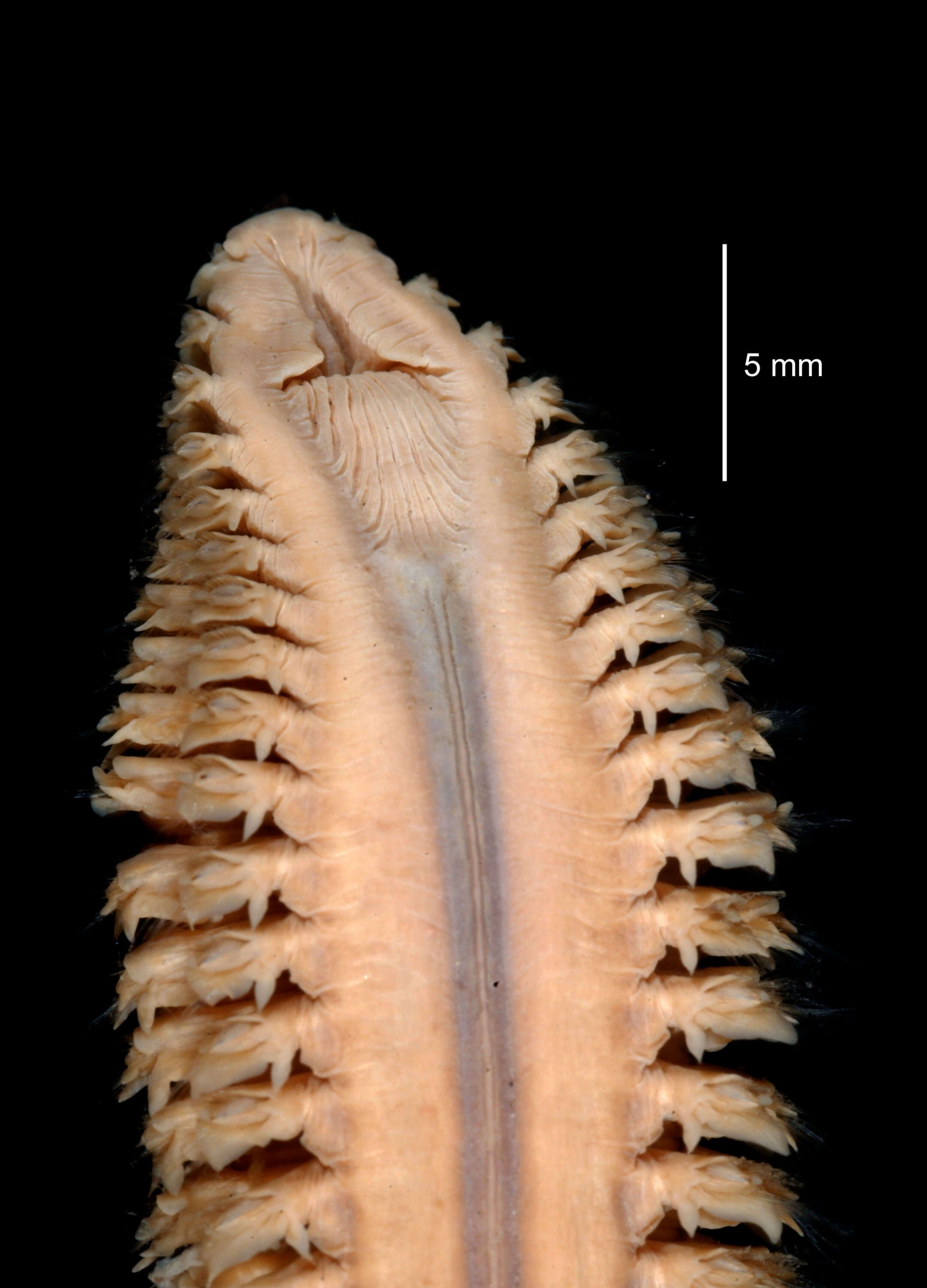 Aglaophamus ornatus Hartman 1967 resmi