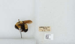 Слика од Bombus affinis Cresson 1864