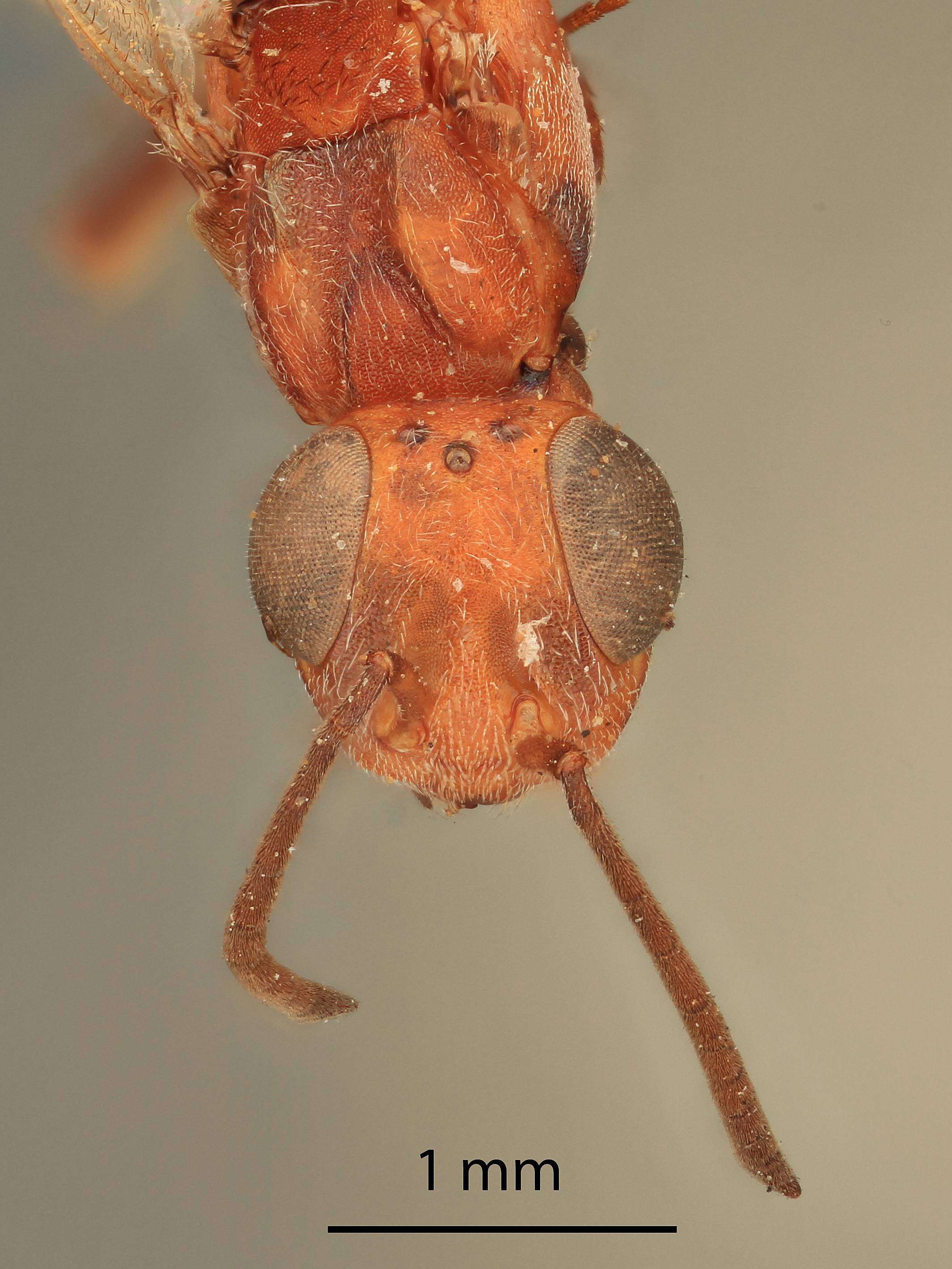 Image of Arachnophaga longiceps (Brues 1907)