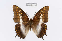 Image of Charaxes ansorgei Rothschild 1897