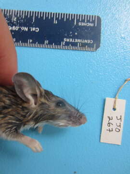 Image of White-footed Deermouse