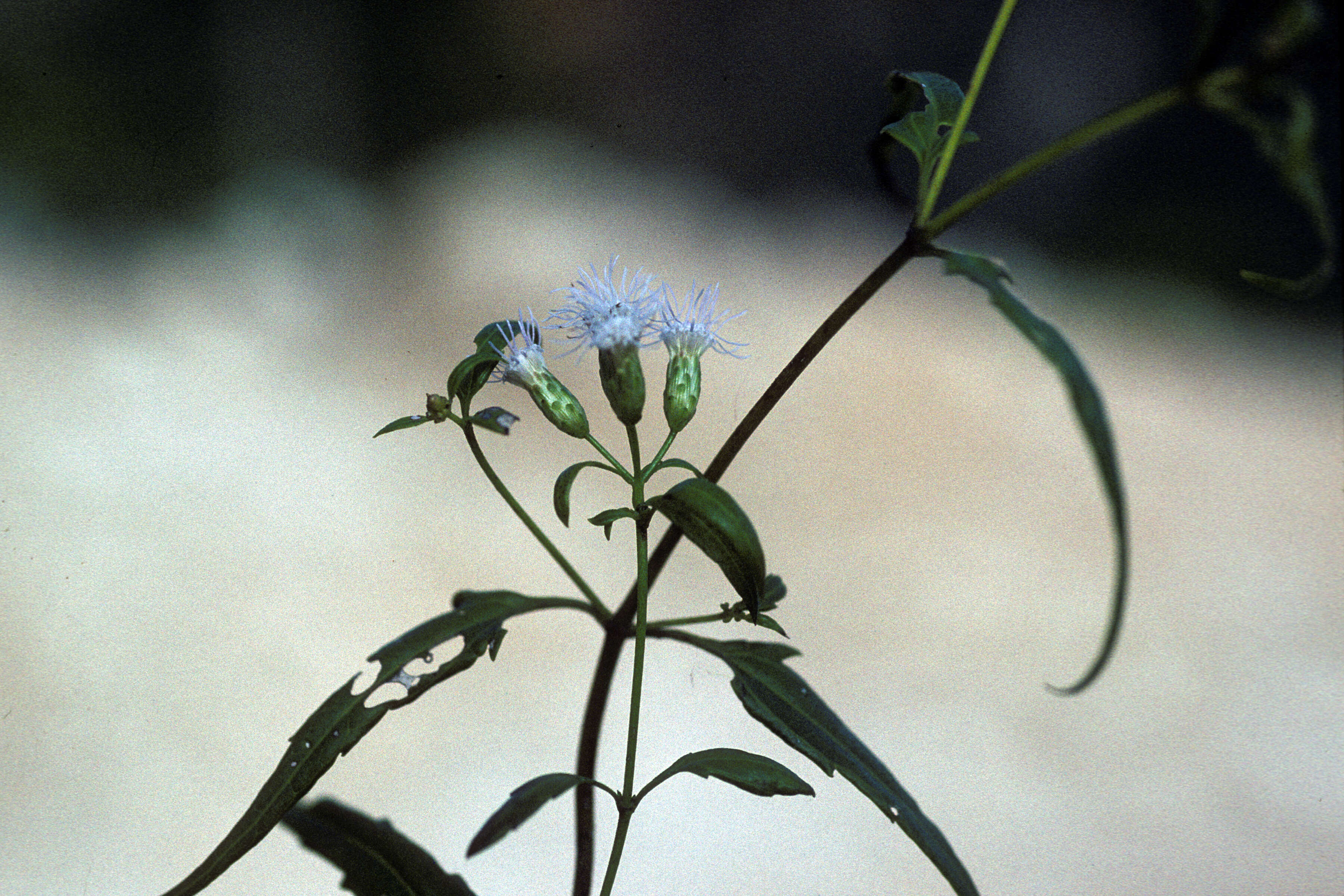 Image de Chromolaena borinquensis (Britt.) R. King & H. Rob.