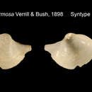 Sivun Cuspidaria formosa Verrill & Bush 1898 kuva