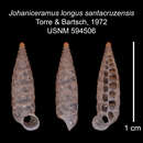 Image of Johaniceramus longus santacruzensis C. Torre & Bartsch 1972