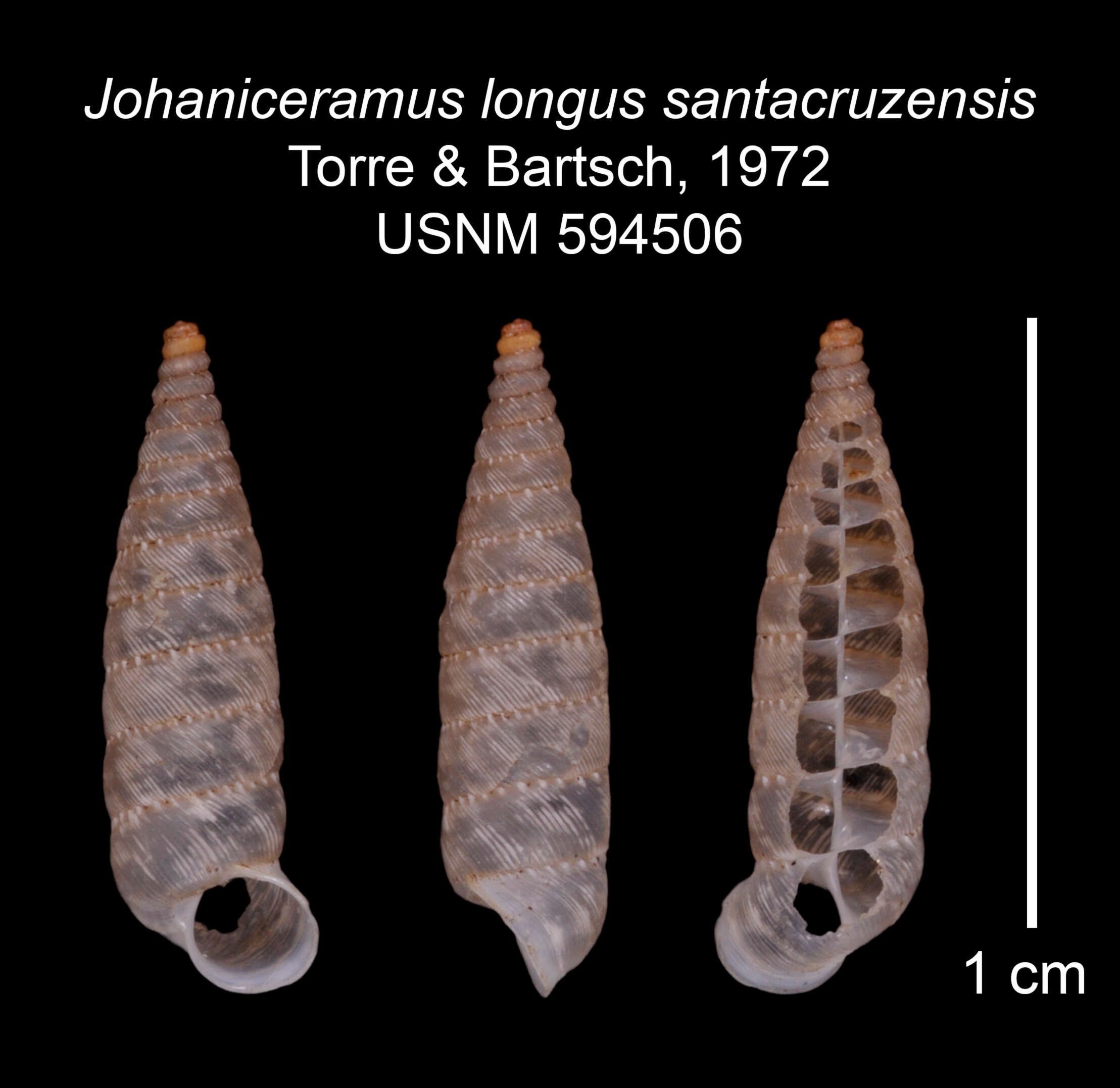 Image of Johaniceramus longus santacruzensis C. Torre & Bartsch 1972