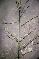 Image of Purple Moor Grass