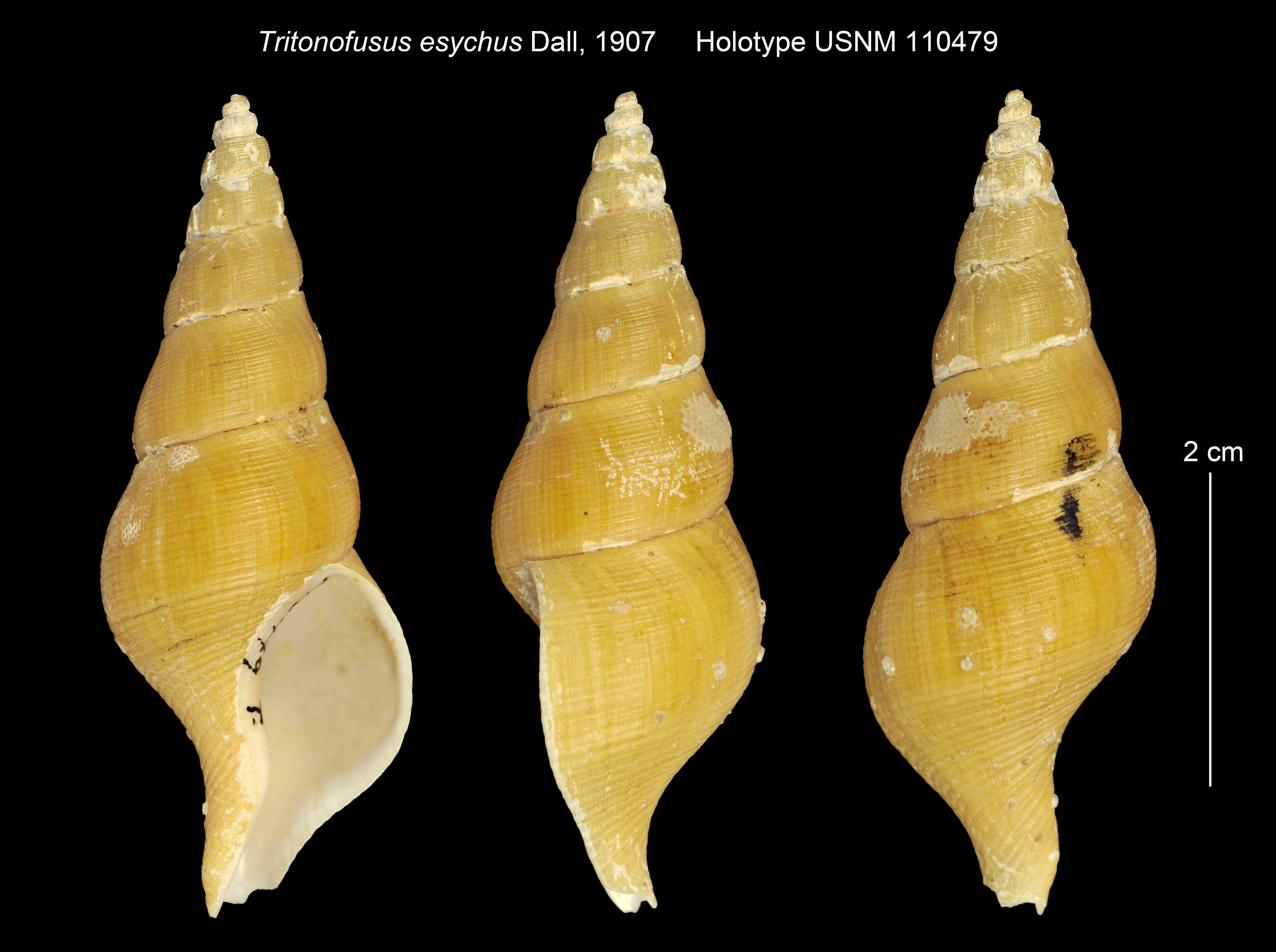 Image of Aulacofusus esychus (Dall 1907)
