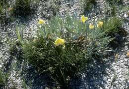 Oenothera macrocarpa subsp. fremontii (S. Wats.) W. L. Wagner resmi