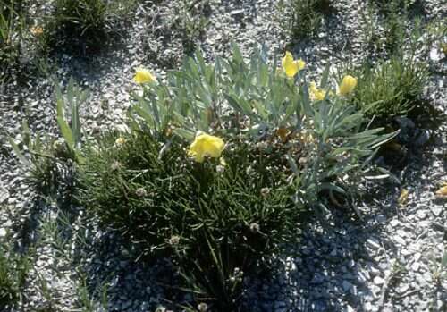 Oenothera macrocarpa subsp. fremontii (S. Wats.) W. L. Wagner resmi