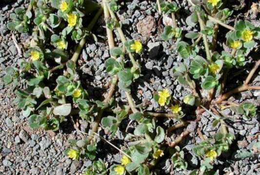 Image of common purslane