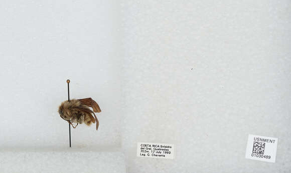 Image of Bombus pullatus Franklin 1913