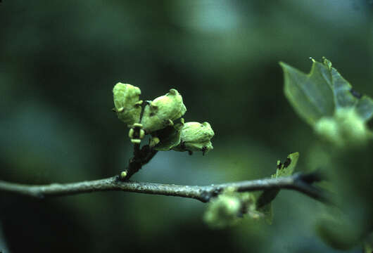 Imagem de Hamamelis virginiana L.