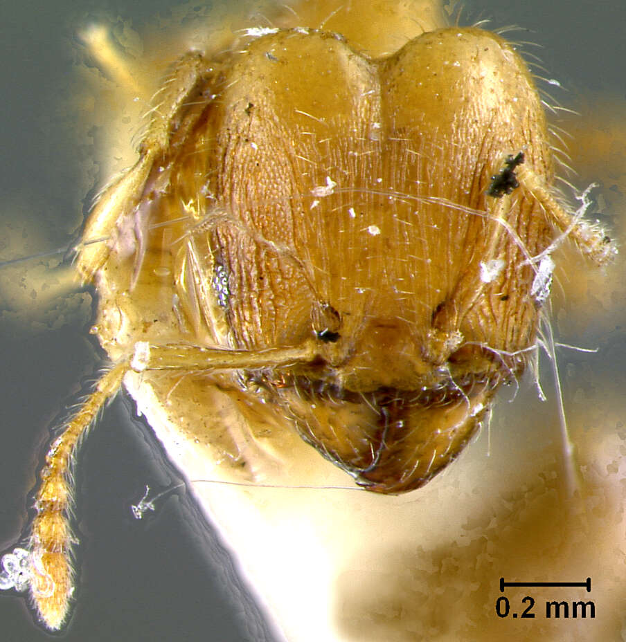 Imagem de Pheidole floridana deplanata Pergande 1896