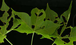 Image of Jatropha alamanii Müll. Arg.