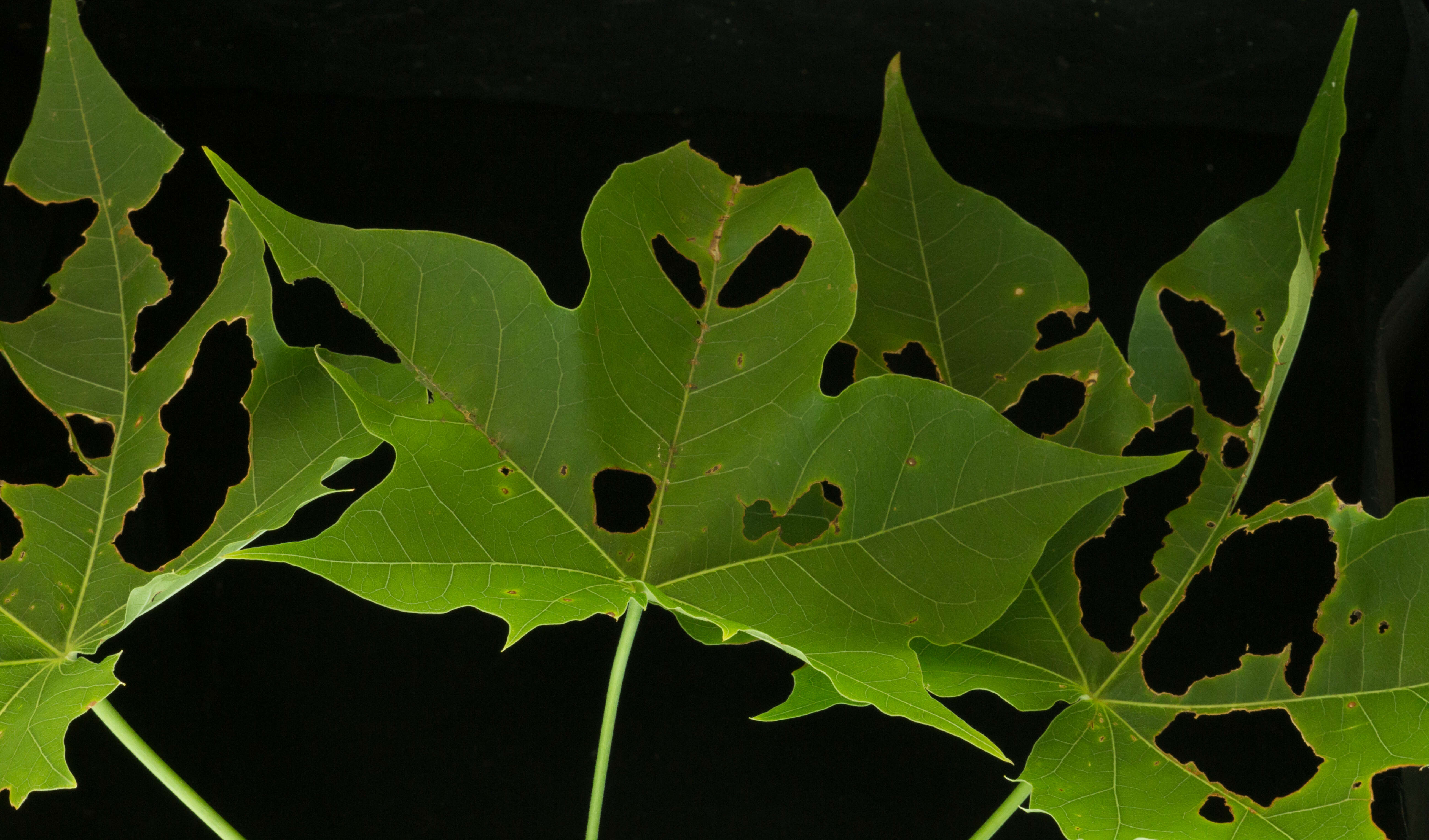 Image of Jatropha alamanii Müll. Arg.