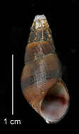 Image of Juga plicifera (I. Lea 1838)